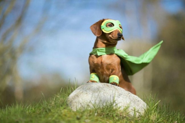 Фестиваль «Мой пес – супергерой!» 2020 - «Фестиваль»