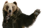 Медвежьи услуги - «Новости Музыки»