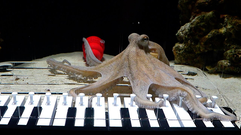 Восемь щупалец против пианино - «Новости Музыки»